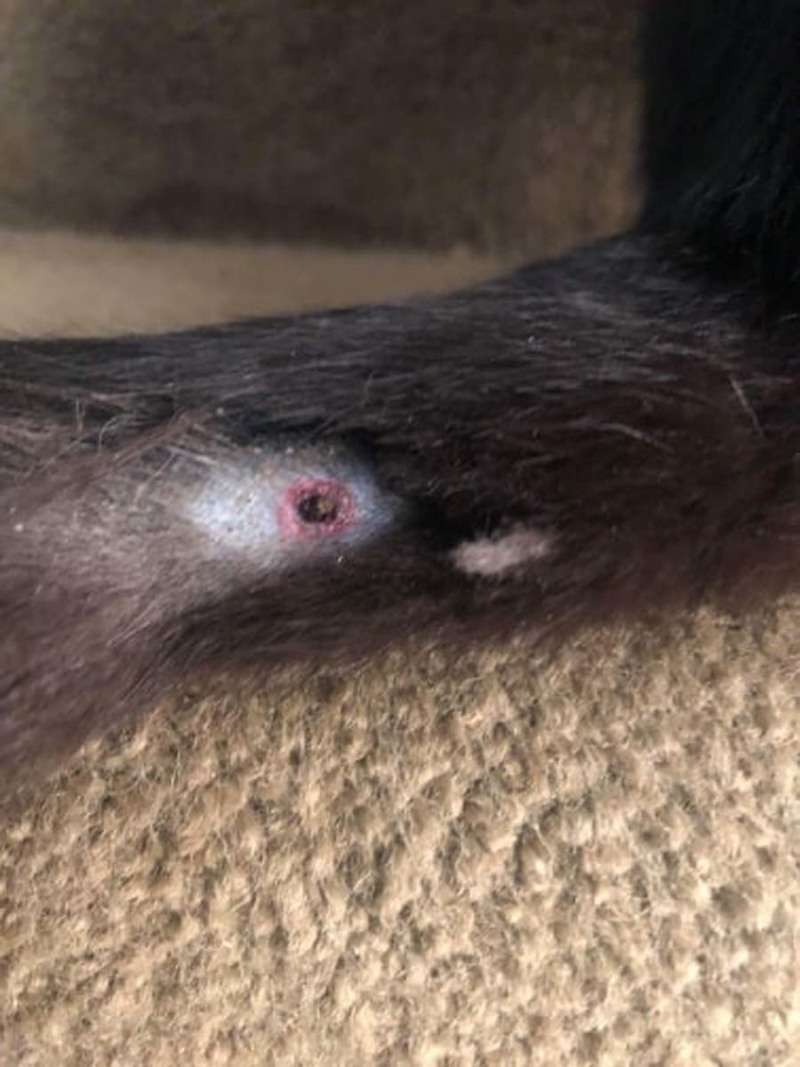 Kitten Shot with Pellet Gun The Calais Advertiser